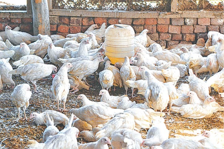 A 2️⃣ Pure Chicks farmer holding a healthy hen on our Pakistan farm